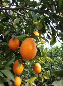 奉节脐橙重庆白帝镇-农产品批发\/采购-一亩田农