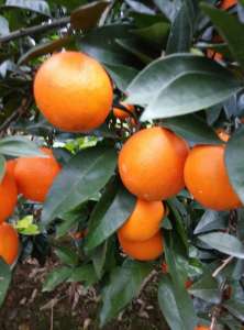 奉节脐橙重庆白帝镇-农产品批发\/采购-一亩田农