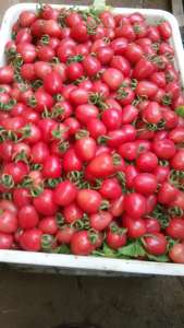 千禧圣女果山东莘县-农产品批发\/采购-一亩田农