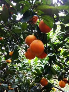 奉节脐橙重庆白帝镇-农产品批发\/采购-一亩田农