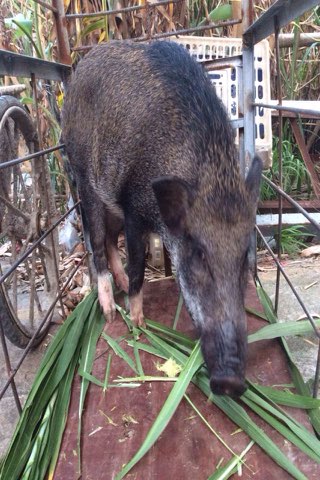 非洲野猪供应\/批发_吴皑农产品批发\/采购-一亩田农业网_专业的农产品信息商务平台