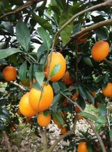 奉节脐橙重庆白帝镇-农产品批发\/采购-一亩田农