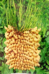 晚秋黄梨河南正阳县-农产品批发\/采购-一亩田农
