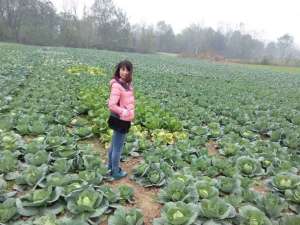 米亚罗湖北宜城市-农产品批发\/采购-一亩田农业