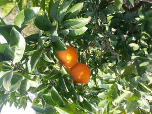 奉节脐橙重庆草堂镇-农产品批发\/采购-一亩田农