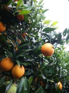 奉节脐橙重庆白帝镇-农产品批发\/采购-一亩田农