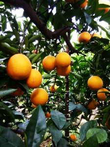 奉节脐橙重庆白帝镇-农产品批发\/采购-一亩田农