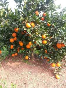 奉节脐橙重庆安坪乡-农产品批发\/采购-一亩田农