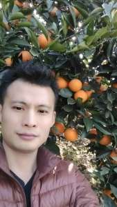 奉节脐橙重庆白帝镇-农产品批发\/采购-一亩田农