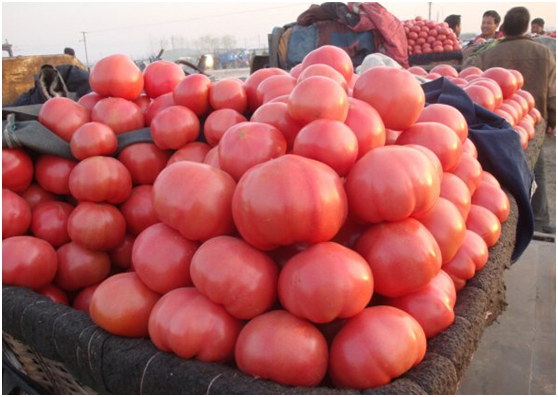 西红柿价格低迷 销量依旧很大