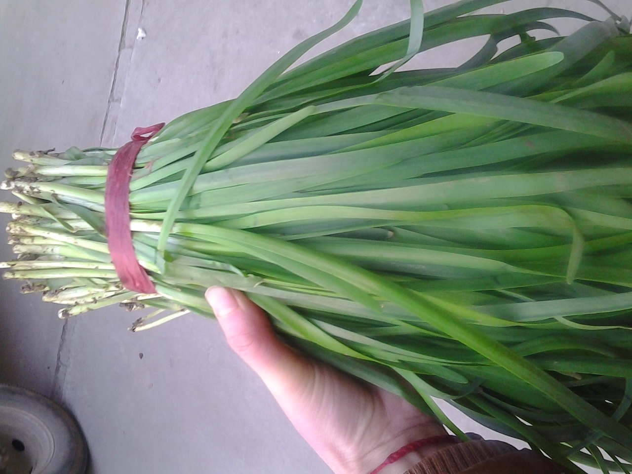 韭菜种子供应_韭菜种子价格_韭菜种子批发\/采