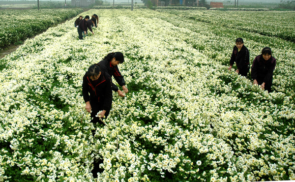 河南乔庙乡白菊花