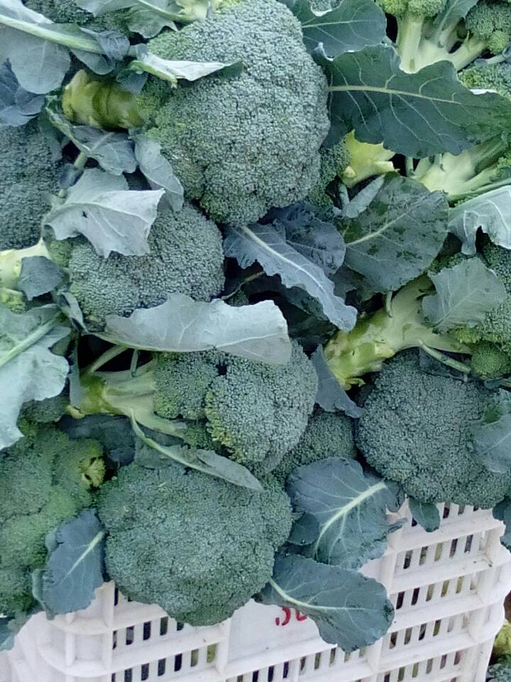 山东肥城市西兰花花粒:有少量黄粒