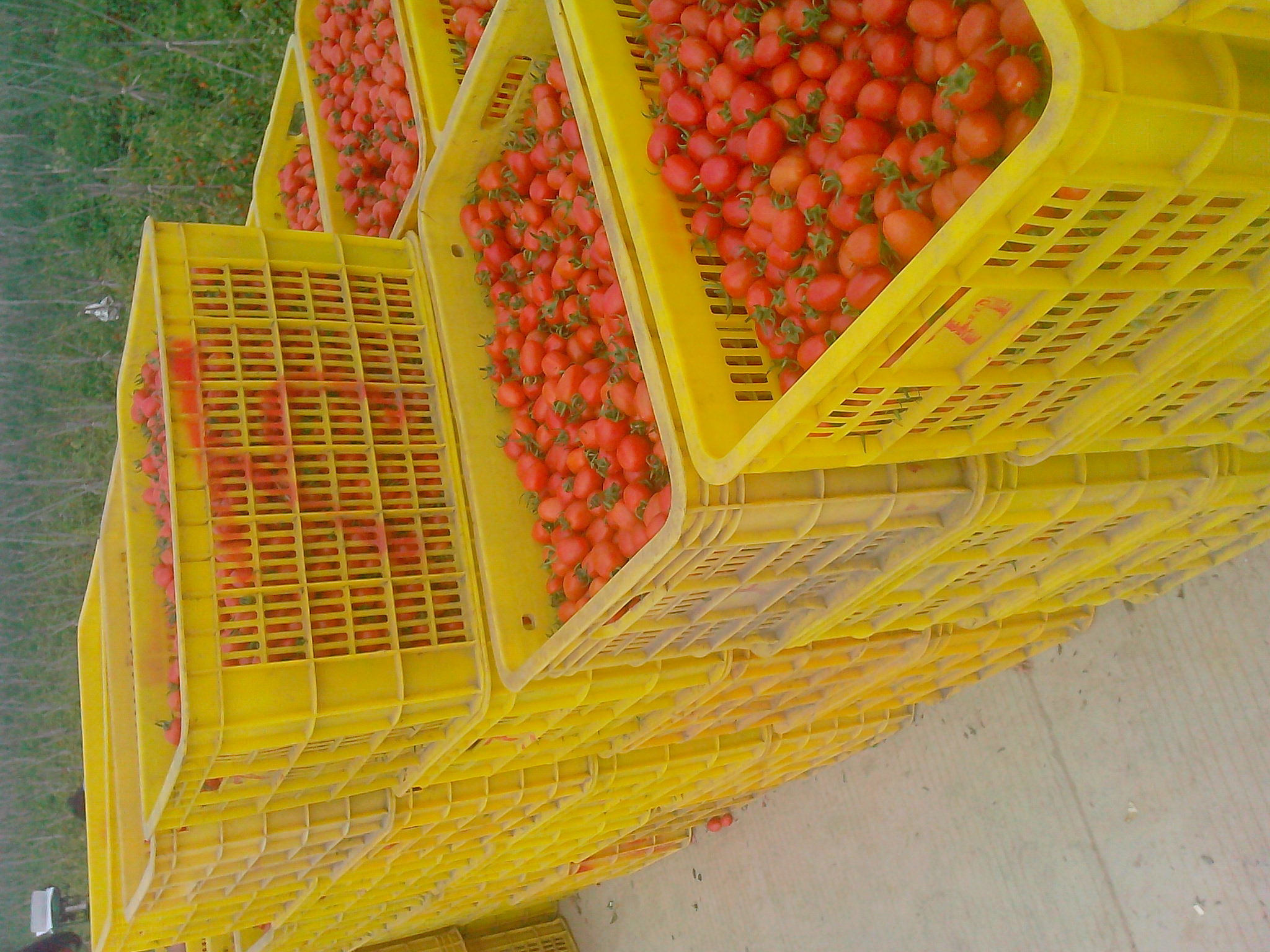 圣女果供应_圣女果价格_圣女果批发\/采购-一亩