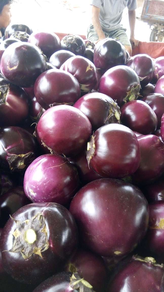 河南浚县大红袍圆茄茄子形状:圆茄