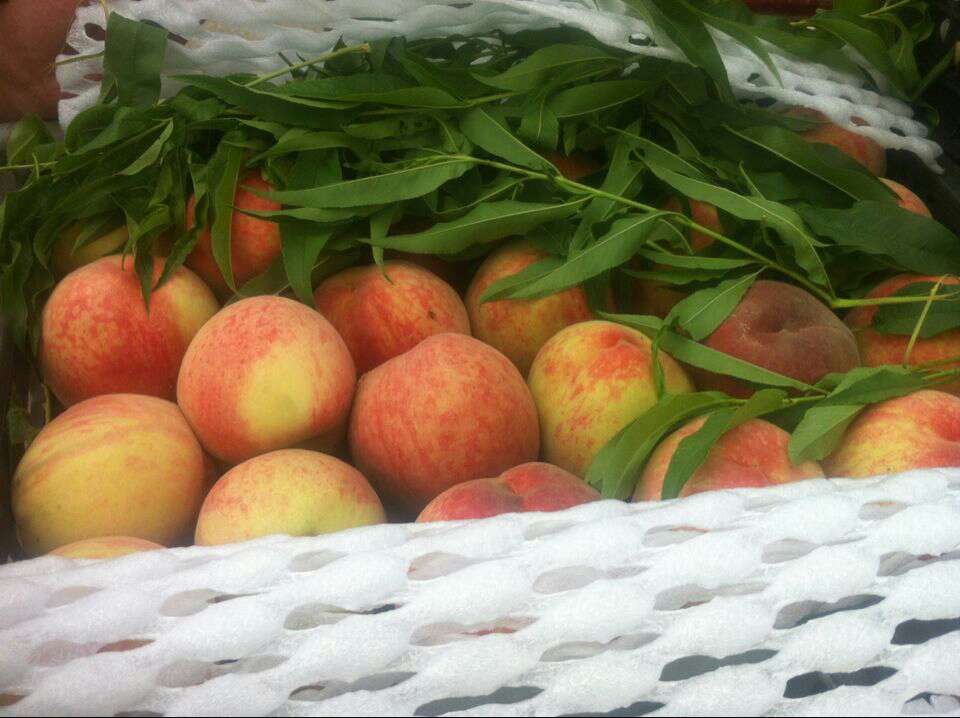 河北饶阳县早久保桃等级:一级