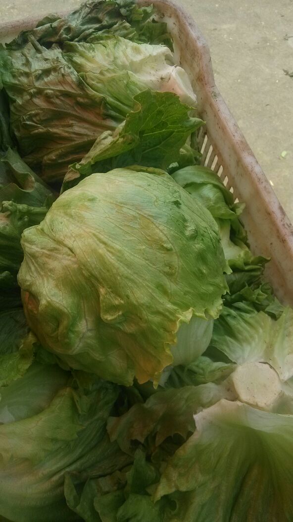 北京庞各庄镇结球生菜一斤左右:0