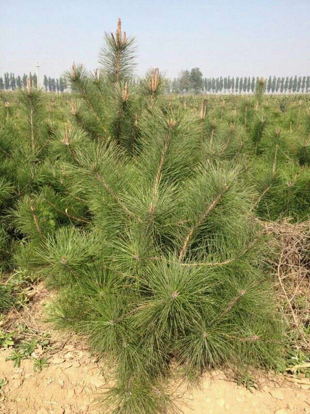 黑皮油松,黑皮冰,黑皮_大山谷图库