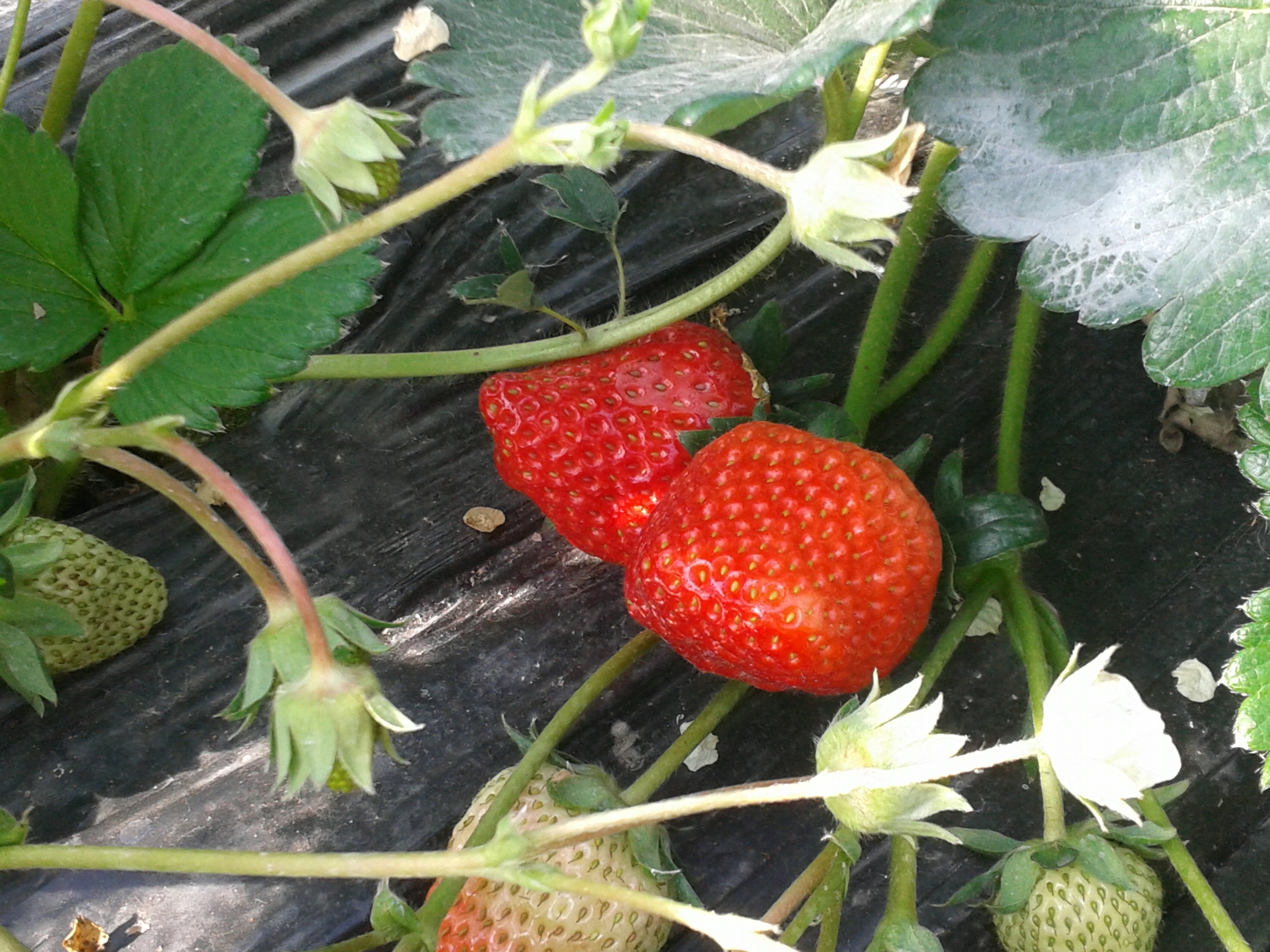 合肥长丰草莓图片