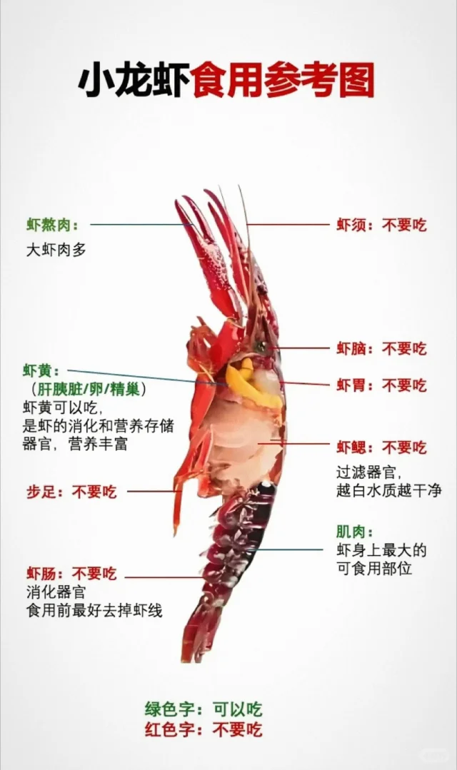 一只完整的小龙虾,标注出尾部肌肉、螯足、头部肝胰腺(虾黄)、鳃、胃和肠道等关键解剖部位。尾部被重点突出,显示去壳后露出的白色肌肉组织;头部切开展示橙黄色的肝胰腺。图示清晰,用于帮助读者理解小龙虾各部位是否可食用 小龙虾解剖结构示意图