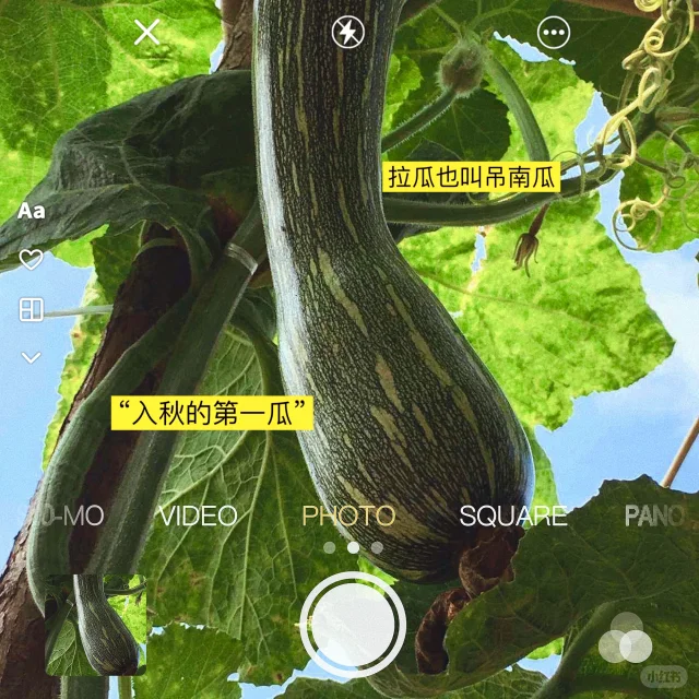 冬瓜饺子包制完成特写